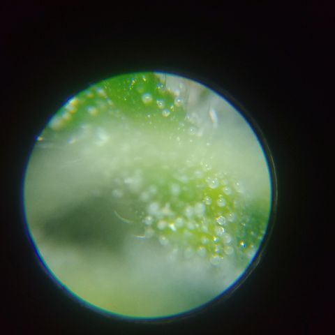 Super Lemon Haze growlog timeline photo