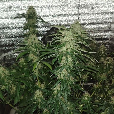 Super Lemon Haze growlog timeline photo