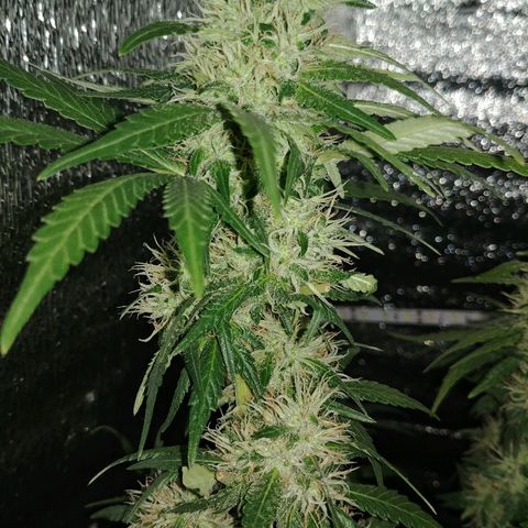 Super Lemon Haze growlog timeline photo