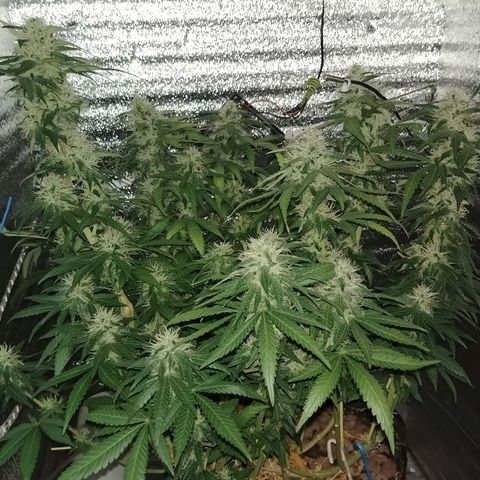 Super Lemon Haze growlog timeline photo