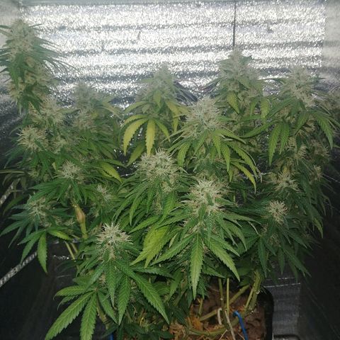 Super Lemon Haze growlog timeline photo