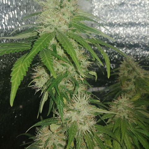 Super Lemon Haze growlog timeline photo
