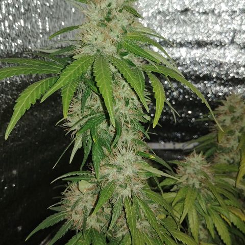 Super Lemon Haze growlog timeline photo