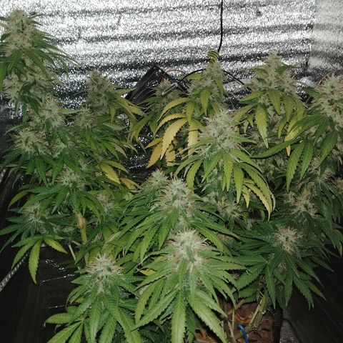 Super Lemon Haze growlog timeline photo