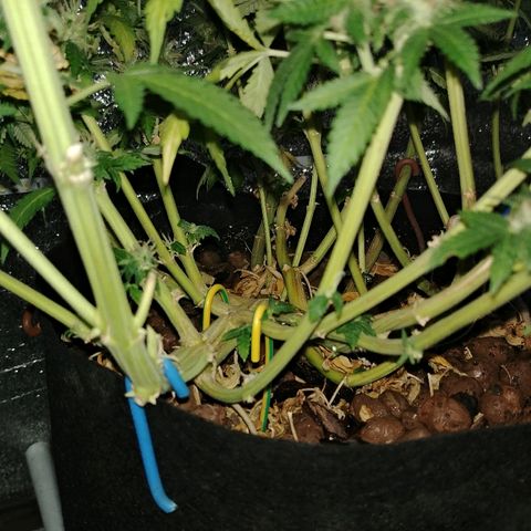 Super Lemon Haze growlog timeline photo