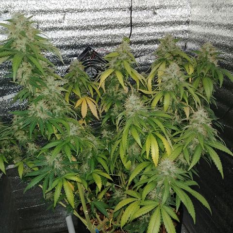 Super Lemon Haze growlog timeline photo