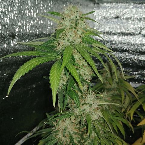 Super Lemon Haze growlog timeline photo
