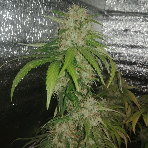 Super Lemon Haze growlog timeline photo
