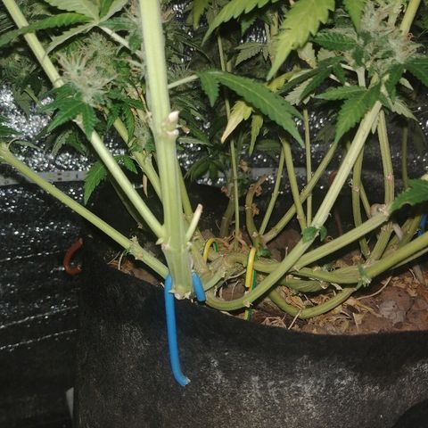 Super Lemon Haze growlog timeline photo