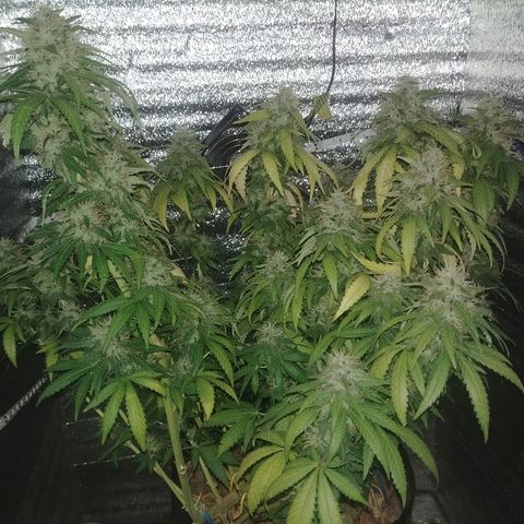 Super Lemon Haze growlog timeline photo