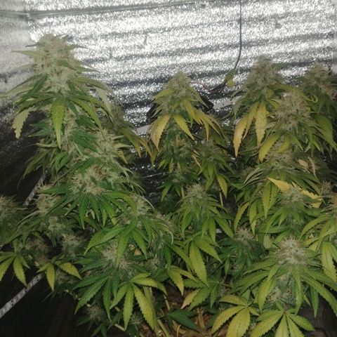 Super Lemon Haze growlog timeline photo