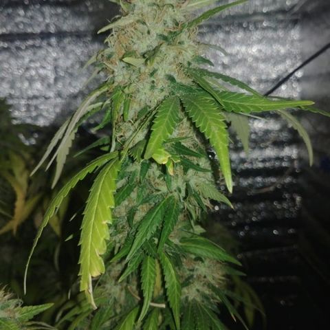 Super Lemon Haze growlog timeline photo