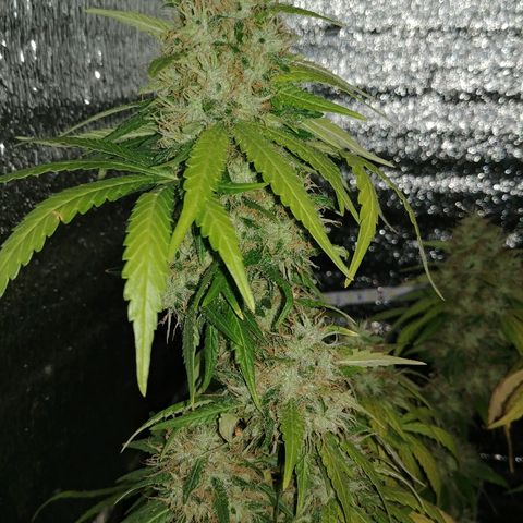 Super Lemon Haze growlog timeline photo