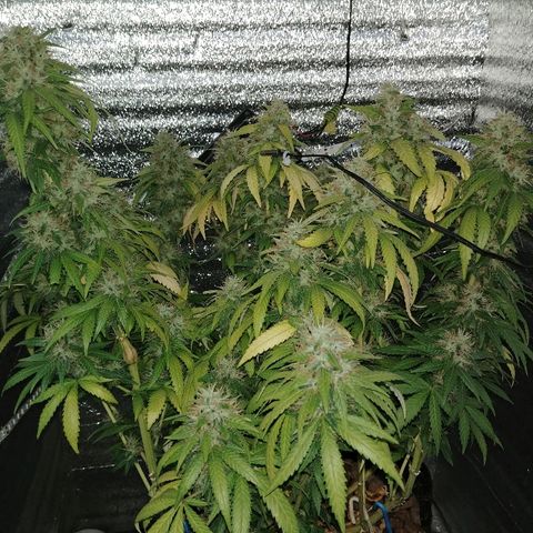 Super Lemon Haze growlog timeline photo