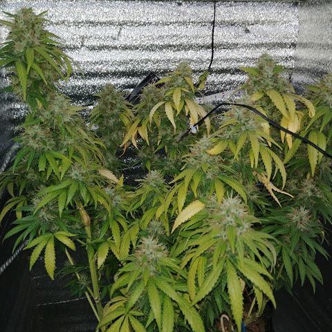 Super Lemon Haze growlog timeline photo