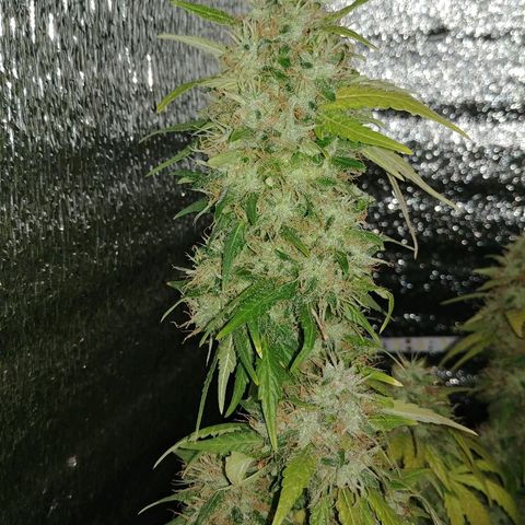 Super Lemon Haze growlog timeline photo