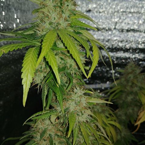 Super Lemon Haze growlog timeline photo