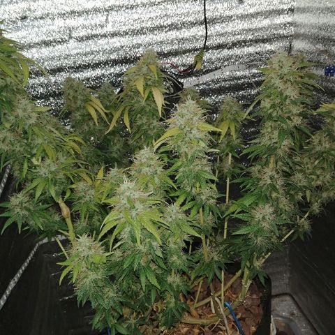 Super Lemon Haze growlog timeline photo