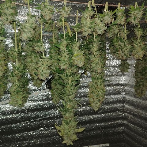 Super Lemon Haze growlog timeline photo