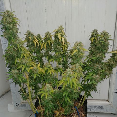 Super Lemon Haze growlog timeline photo
