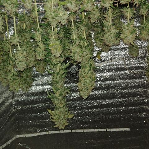 Super Lemon Haze growlog timeline photo