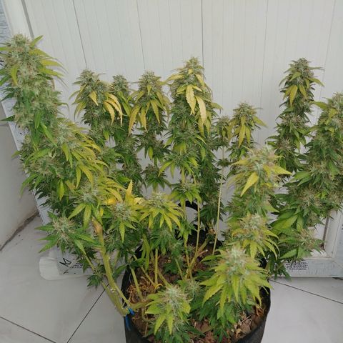 Super Lemon Haze growlog timeline photo