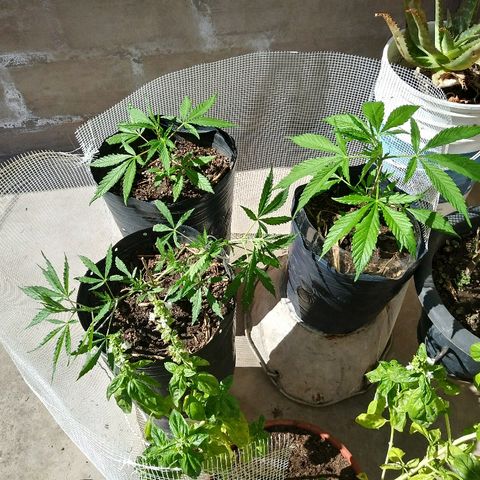 Deforme growlog photo: Sol..14.05hs 27°C viento norte