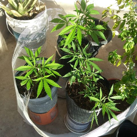Deforme growlog timeline photo