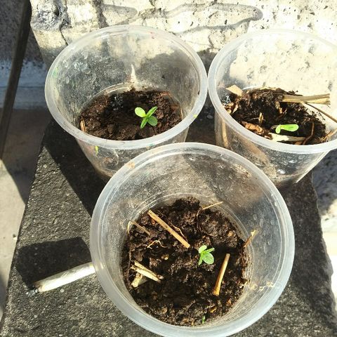 Sk8.marcuzzas #1 growlog timeline photo