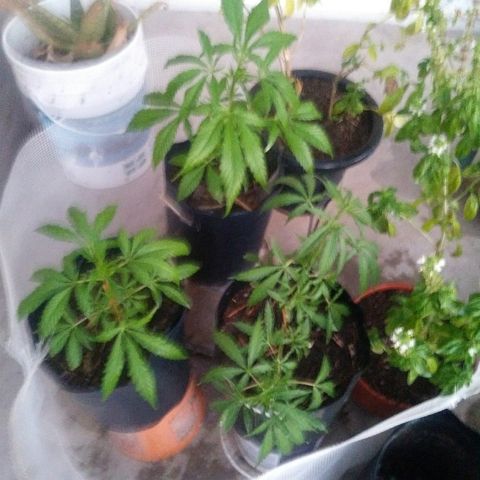 Deforme growlog timeline photo