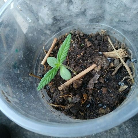 Sk8.marcuzzas #2 growlog photo: Avanzada
Riwgo fertifox hormona enraizador