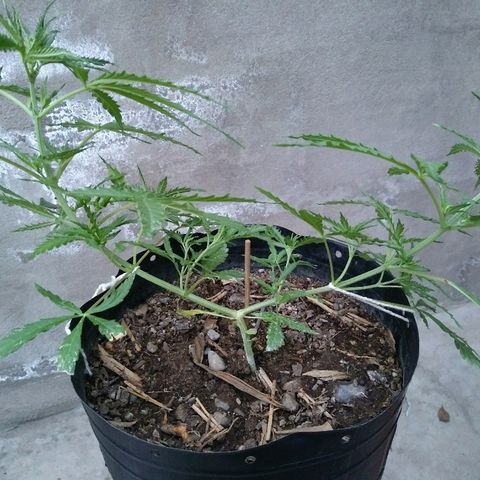 Deforme growlog photo: Lindo dia de sol
Sin sexar aún