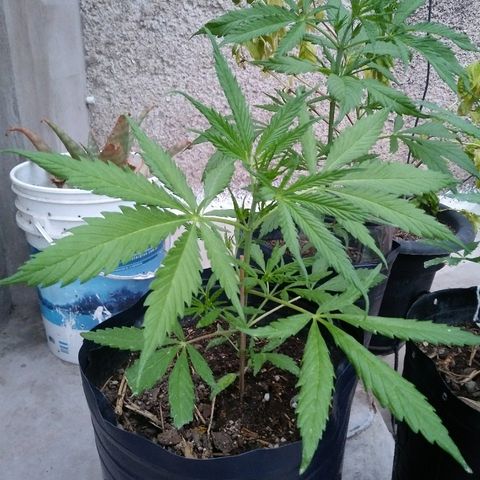 Deforme growlog photo: Lindo dia de sol
Sin sexar aún