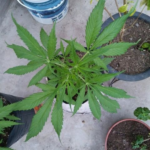 Sk8.marcuza growlog timeline photo