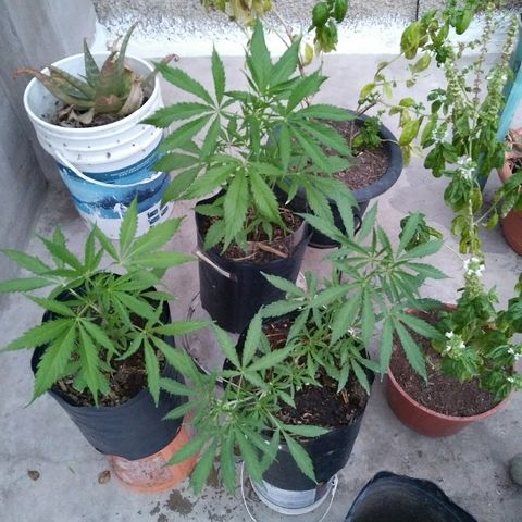 Deforme growlog timeline photo
