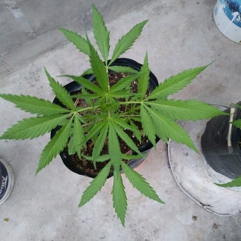 Pequeña growlog timeline photo