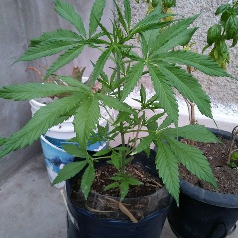 Sk8.marcuza growlog timeline photo