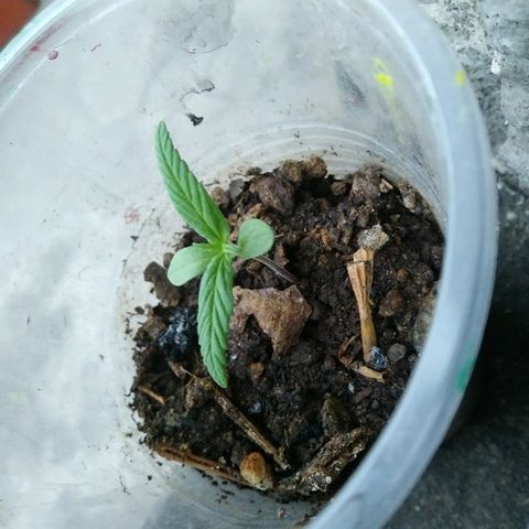 Sk8.marcuzzas #1 growlog timeline photo