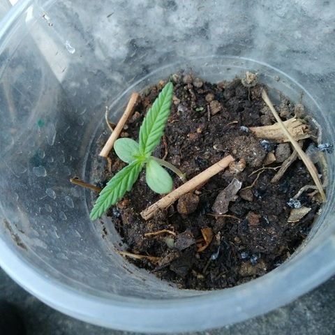 Sk8.marcuzzas #2 growlog timeline photo