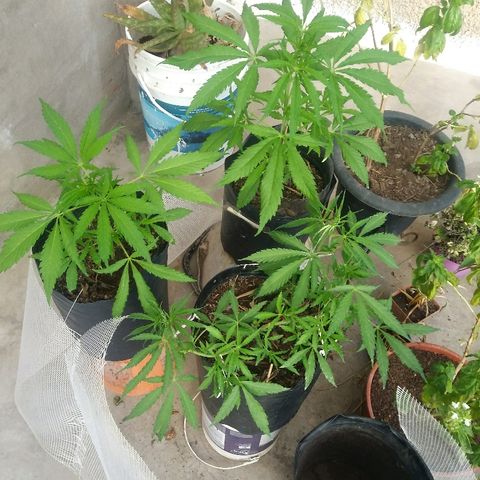 Deforme growlog photo: Subio temperatura