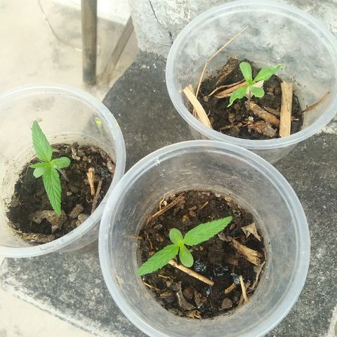 Sk8.marcuzzas #1 growlog timeline photo