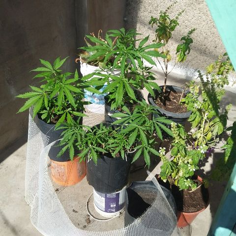 Deforme growlog photo: Sol! 4°min 20° max