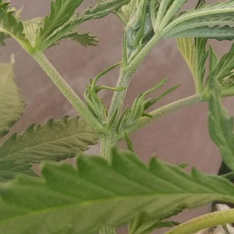 Deforme growlog photo: Posible pelotas 