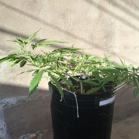 Deforme growlog timeline photo