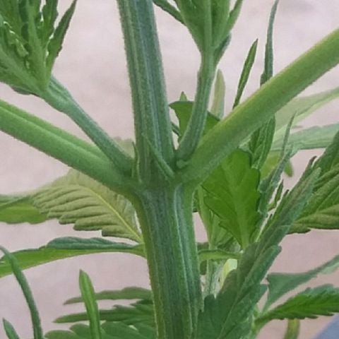 Pequeña growlog timeline photo
