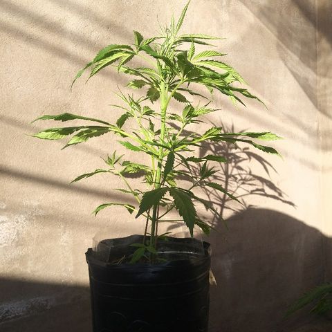 Sk8.marcuza growlog timeline photo