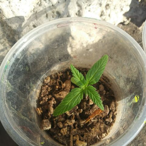 Sk8.marcuzzas #1 growlog timeline photo