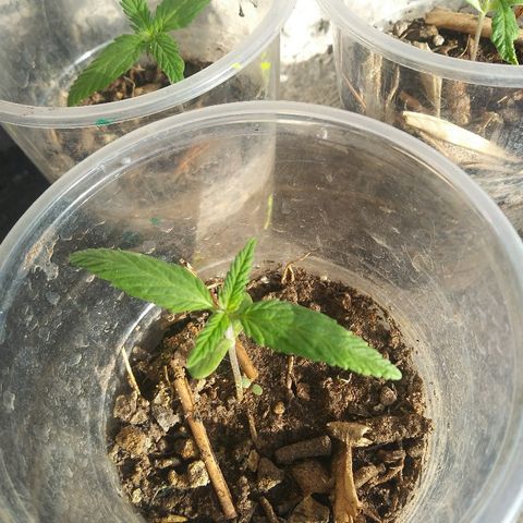 Sk8.marcuzzas #2 growlog timeline photo