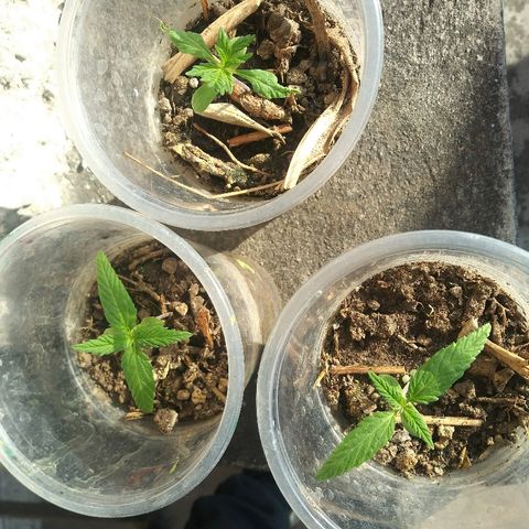 Sk8.marcuzzas #1 growlog timeline photo