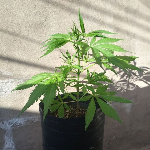 Pequeña growlog timeline photo